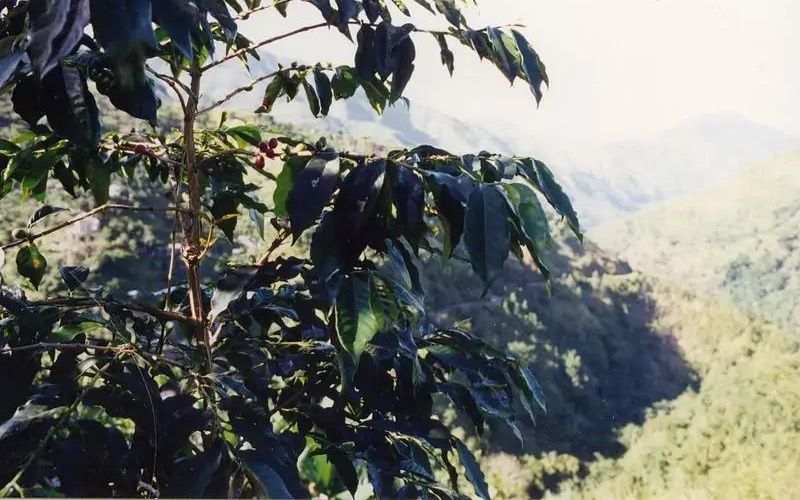 jamaican blue mountain coffee